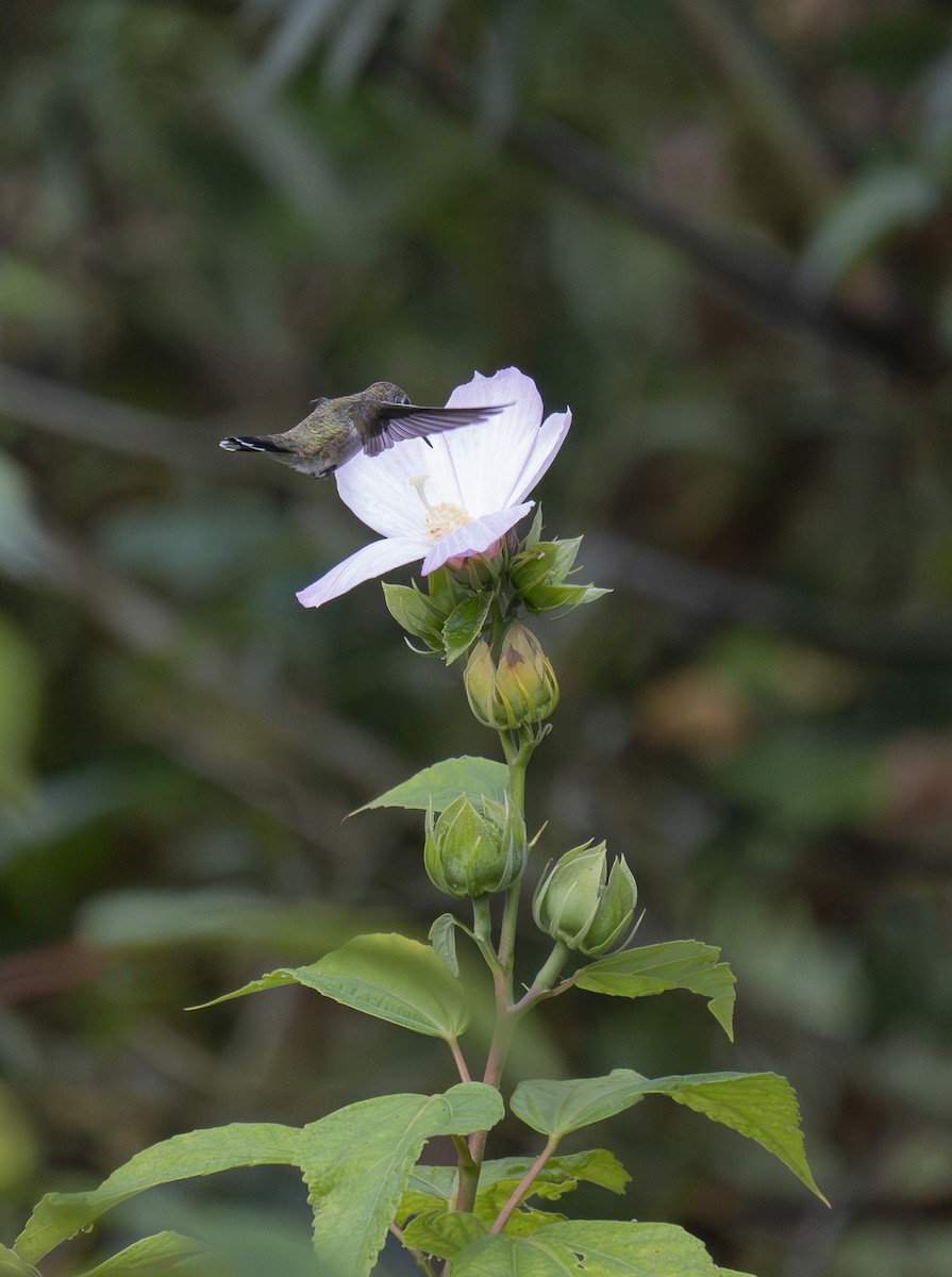rubinstrupekolibri - ML642291770