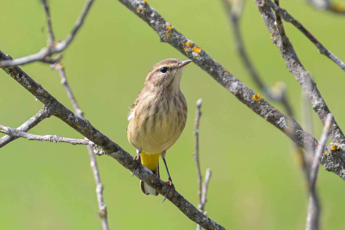 Palm Warbler - ML642291773