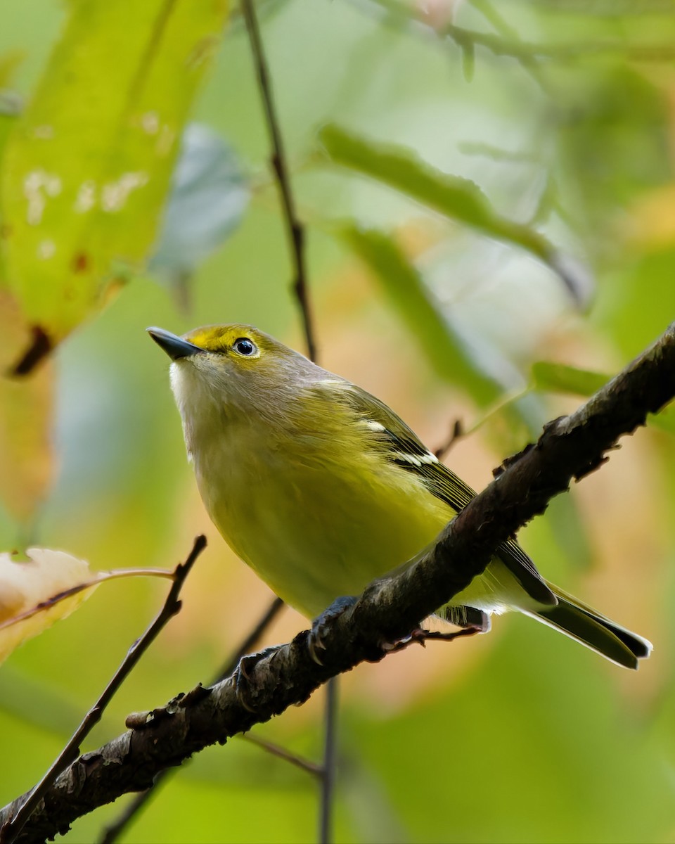 White-eyed Vireo - ML642291774