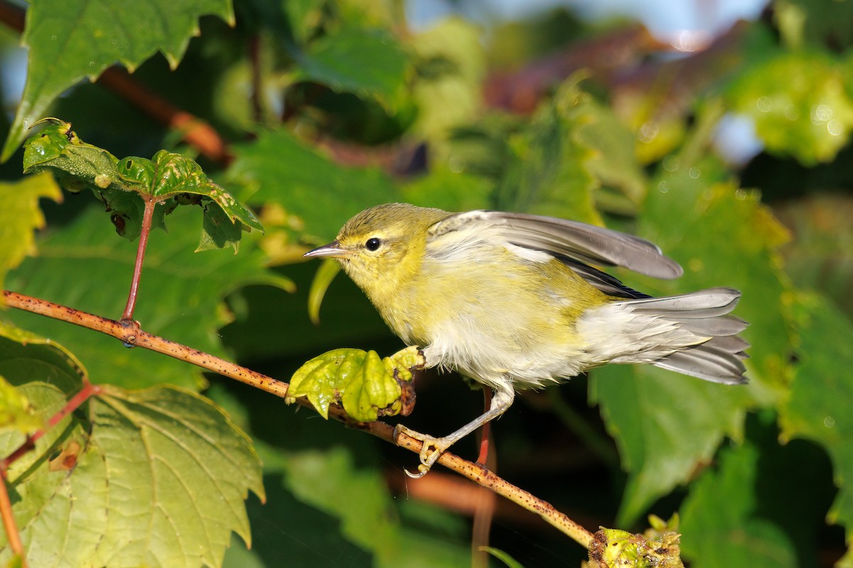 Tennessee Warbler - ML642291782