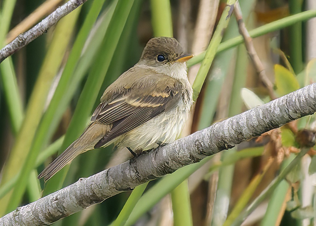 Willow Flycatcher - ML642291785