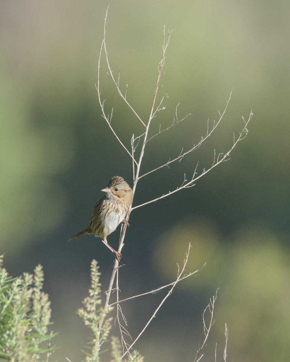 Lincoln's Sparrow - ML642291788