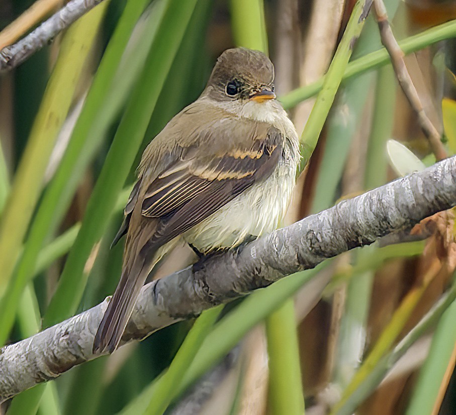 Willow Flycatcher - ML642291801