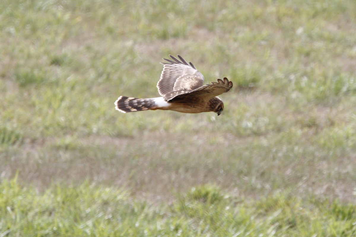 Northern Harrier - ML642291803