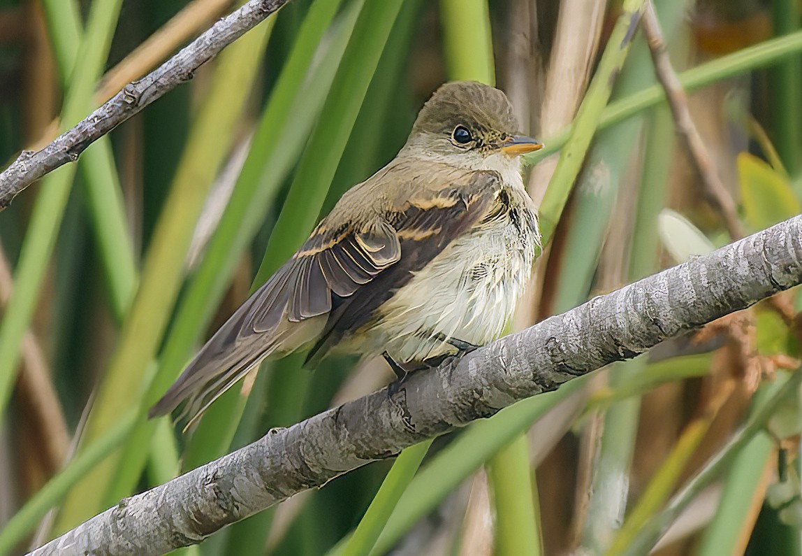 Willow Flycatcher - ML642291804
