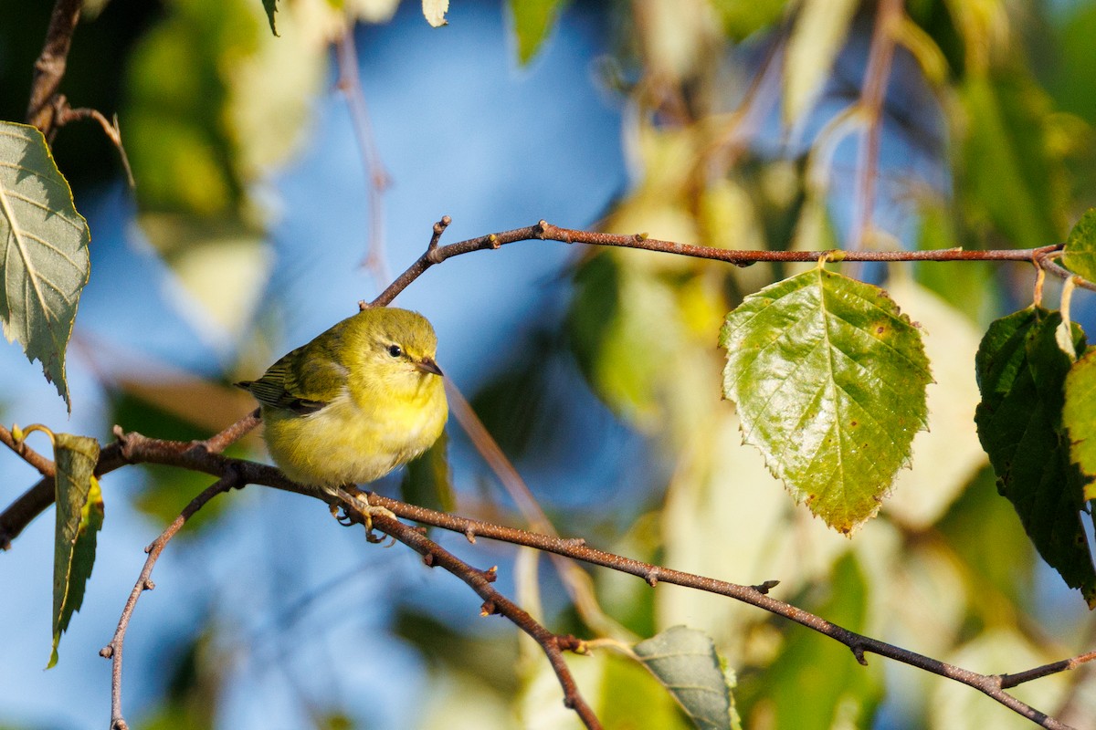 Tennessee Warbler - ML642291809