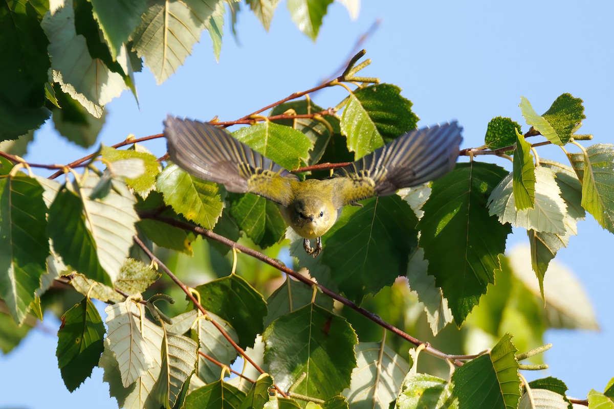 Tennessee Warbler - ML642291810