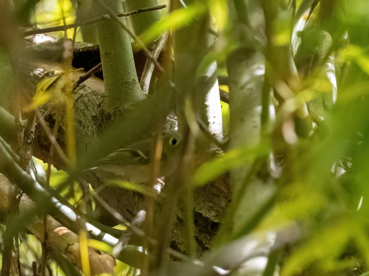 Ruby-crowned Kinglet - ML642291817