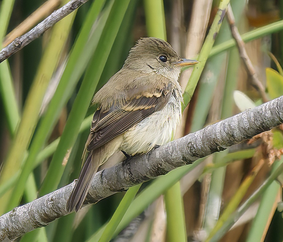 Willow Flycatcher - ML642291818