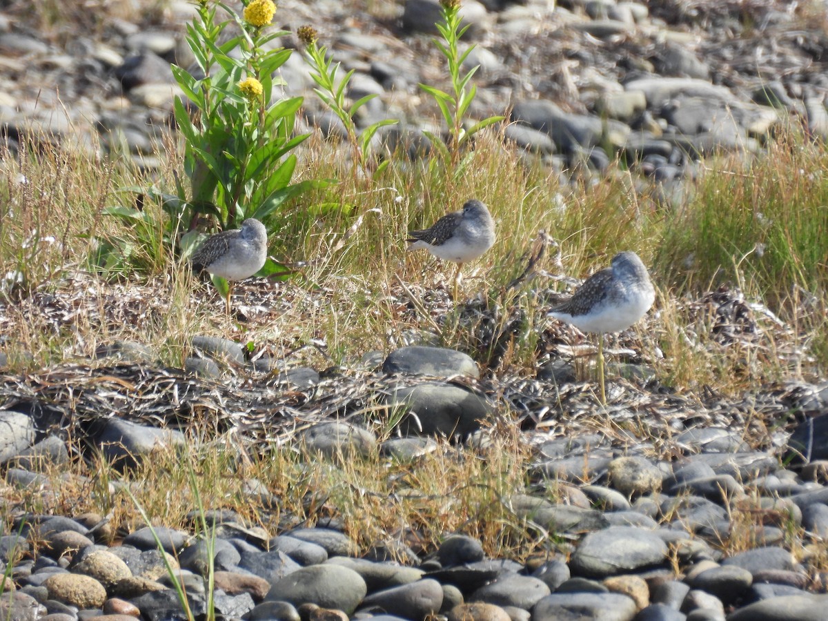 Lesser Yellowlegs - ML642291826