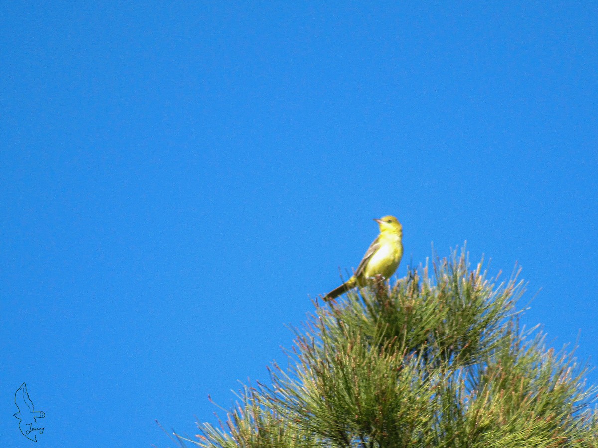 Orchard Oriole - ML642291828