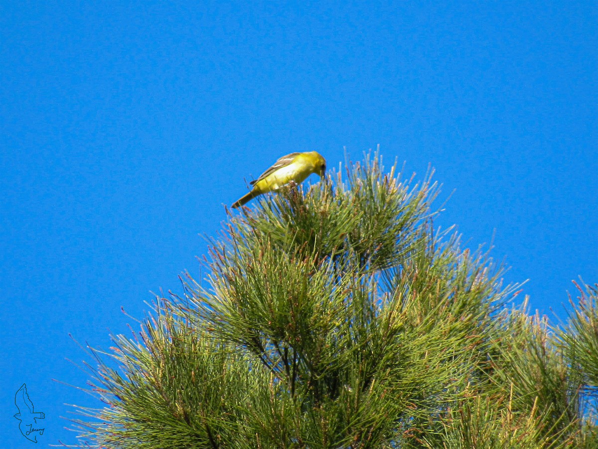 Orchard Oriole - ML642291829