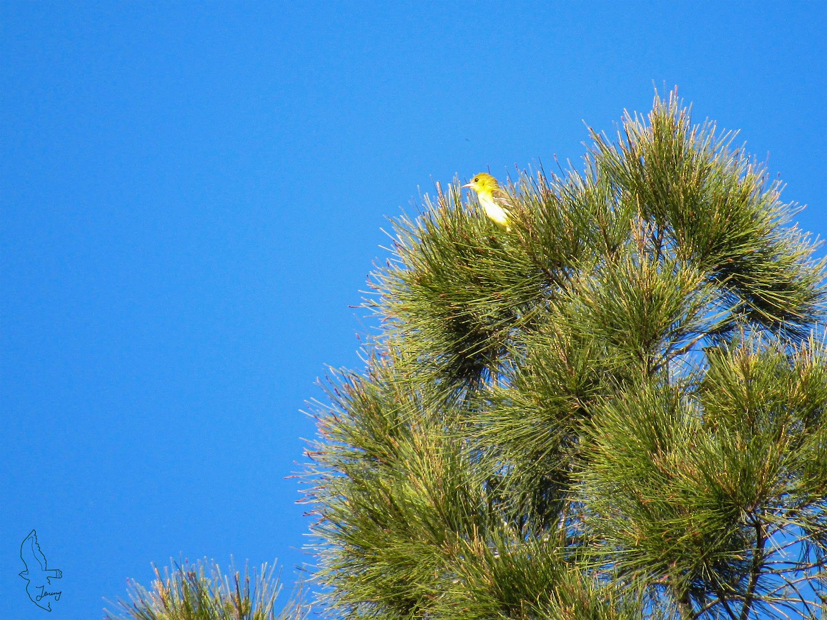 Orchard Oriole - ML642291830