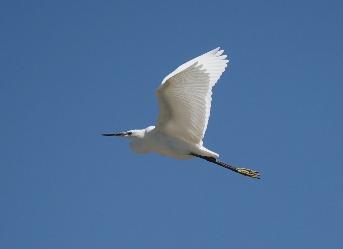 Little Egret - ML642291831