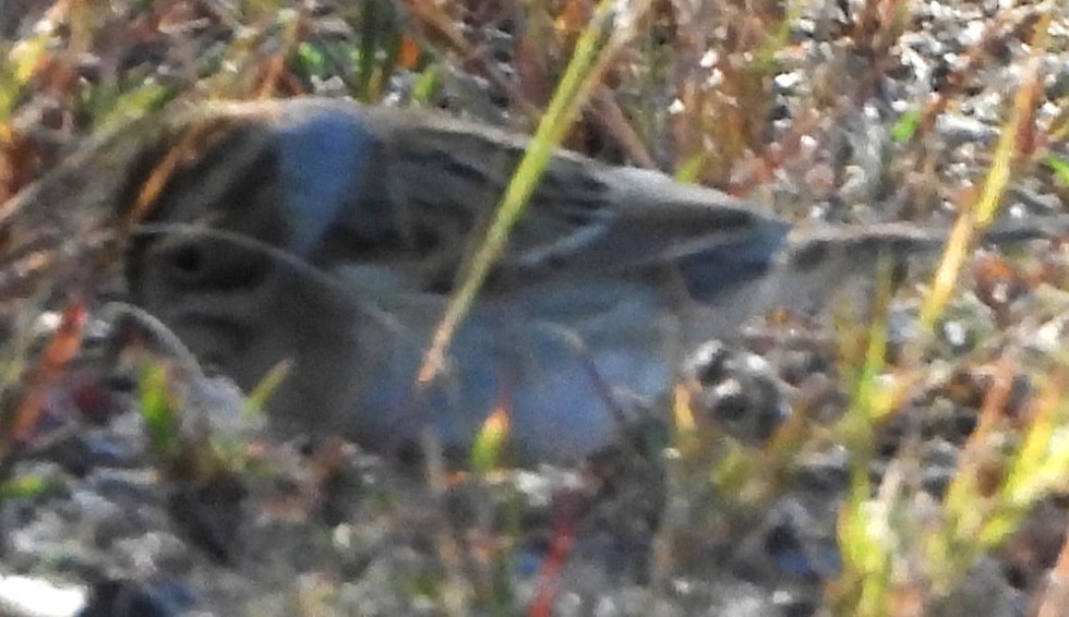 Clay-colored Sparrow - ML642291832
