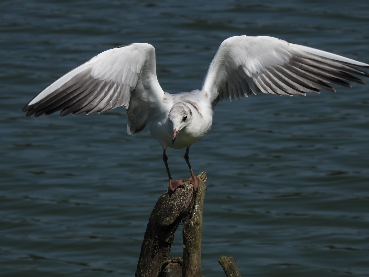 Black-headed Gull - ML642291833