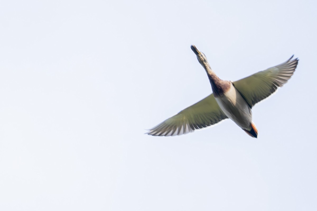 Mallard - ML642291834