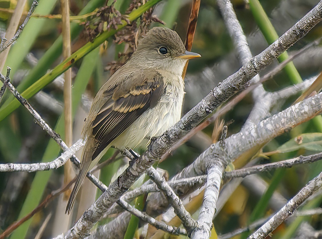 Willow Flycatcher - ML642291835