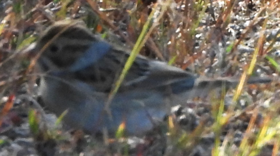 Clay-colored Sparrow - ML642291837