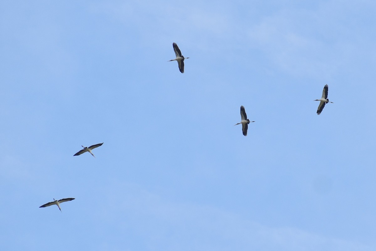 Wood Stork - ML642291838