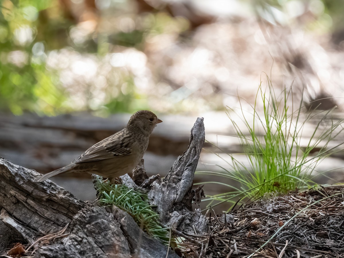 Golden-crowned Sparrow - ML642291839