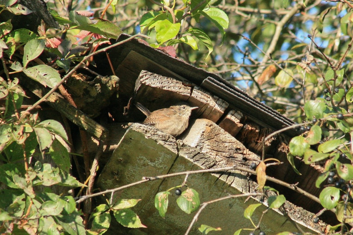 Northern House Wren - ML642291840