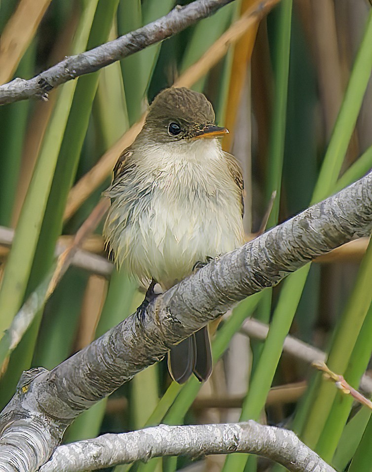 Willow Flycatcher - ML642291841
