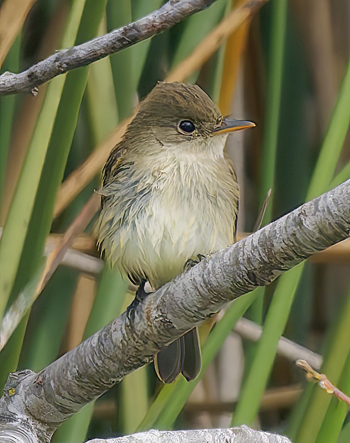 Willow Flycatcher - ML642291842
