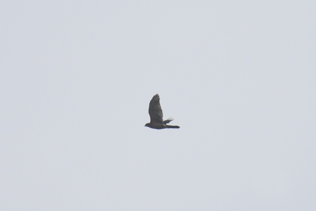 Red-shouldered Hawk - ML642291850
