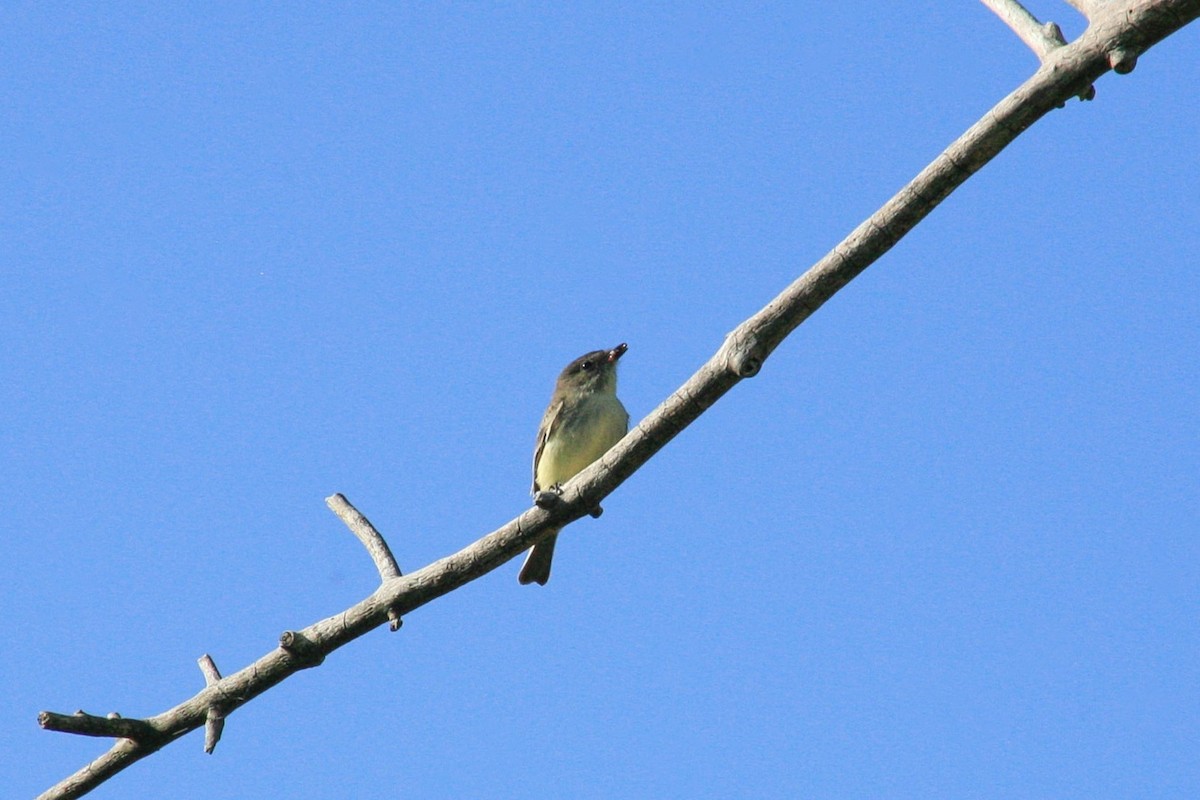 Eastern Phoebe - ML642291851