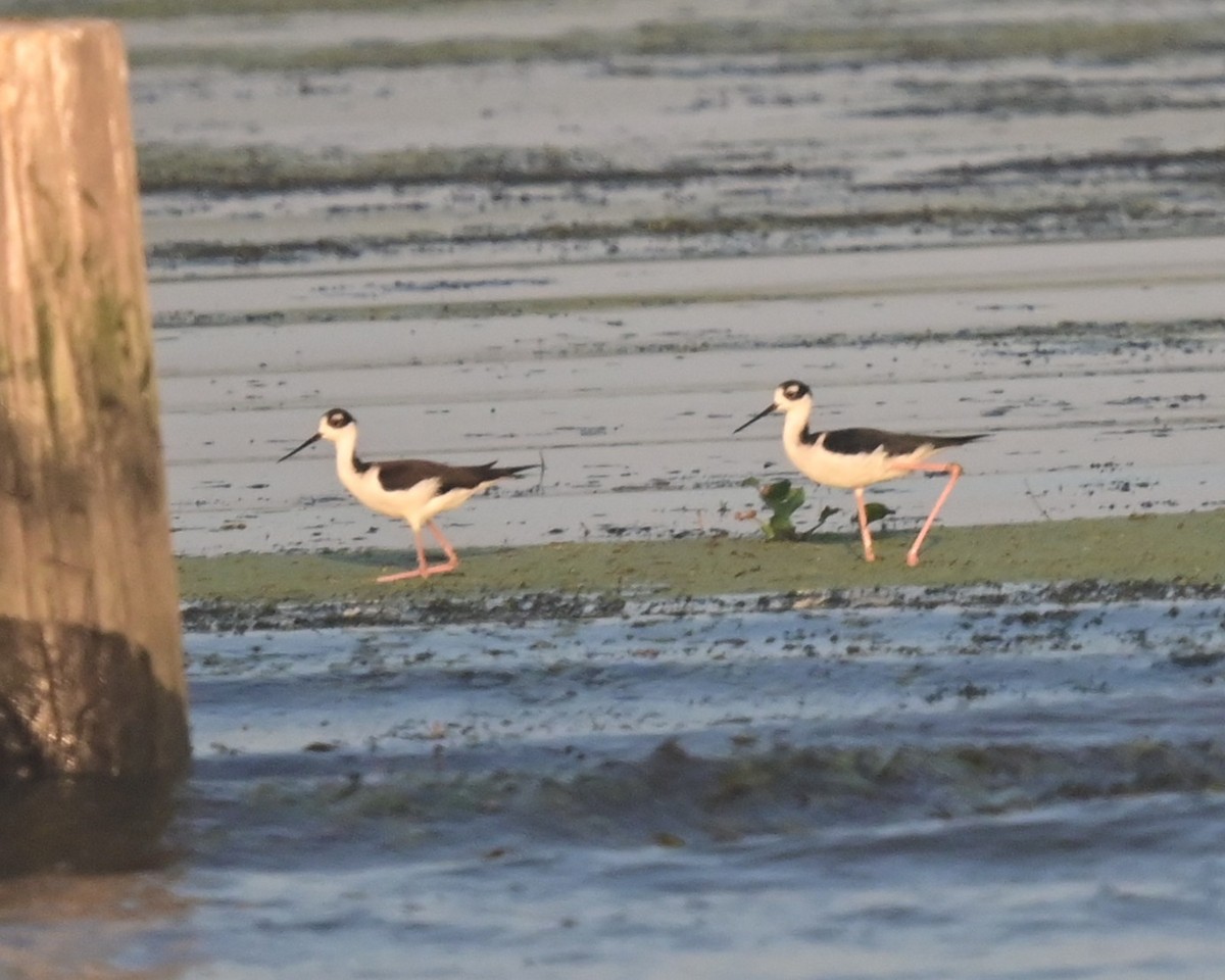 Black-necked Stilt - ML642291852