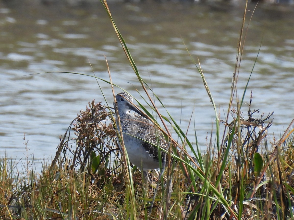 Greater Yellowlegs - ML642291854
