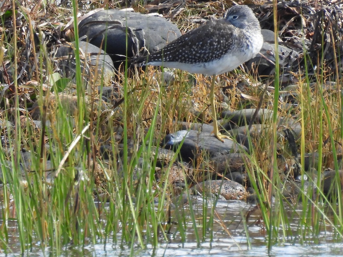Greater Yellowlegs - ML642291855