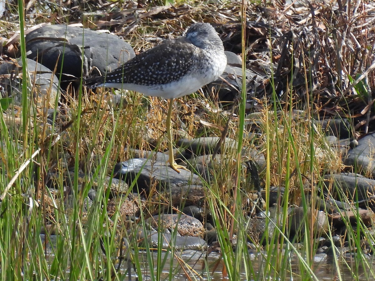 Greater Yellowlegs - ML642291857