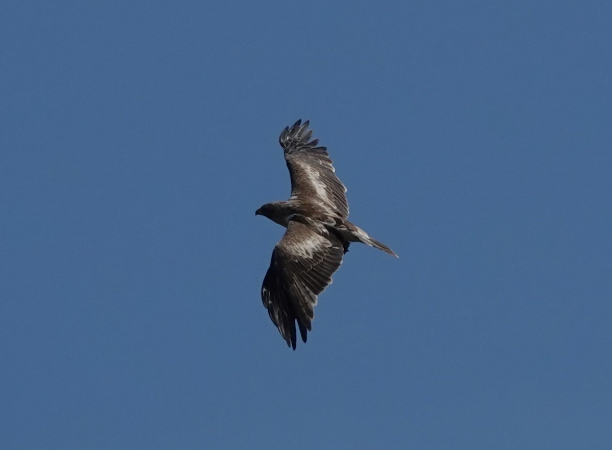 Booted Eagle - ML642291861