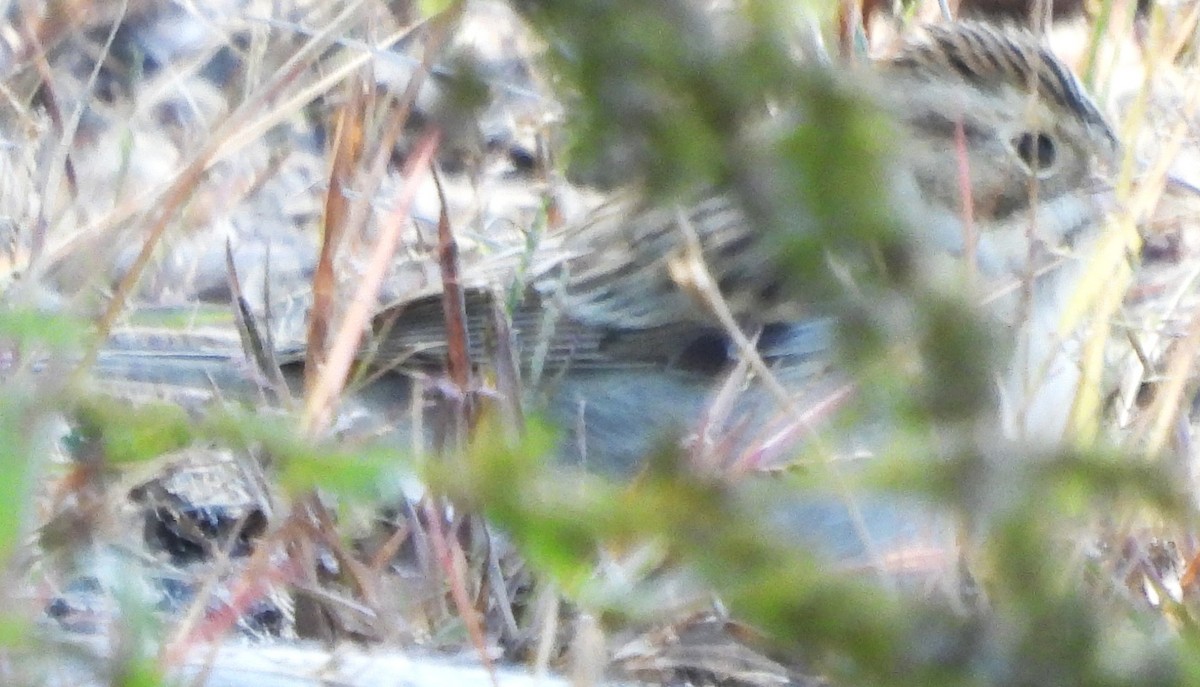 Song Sparrow - ML642291862