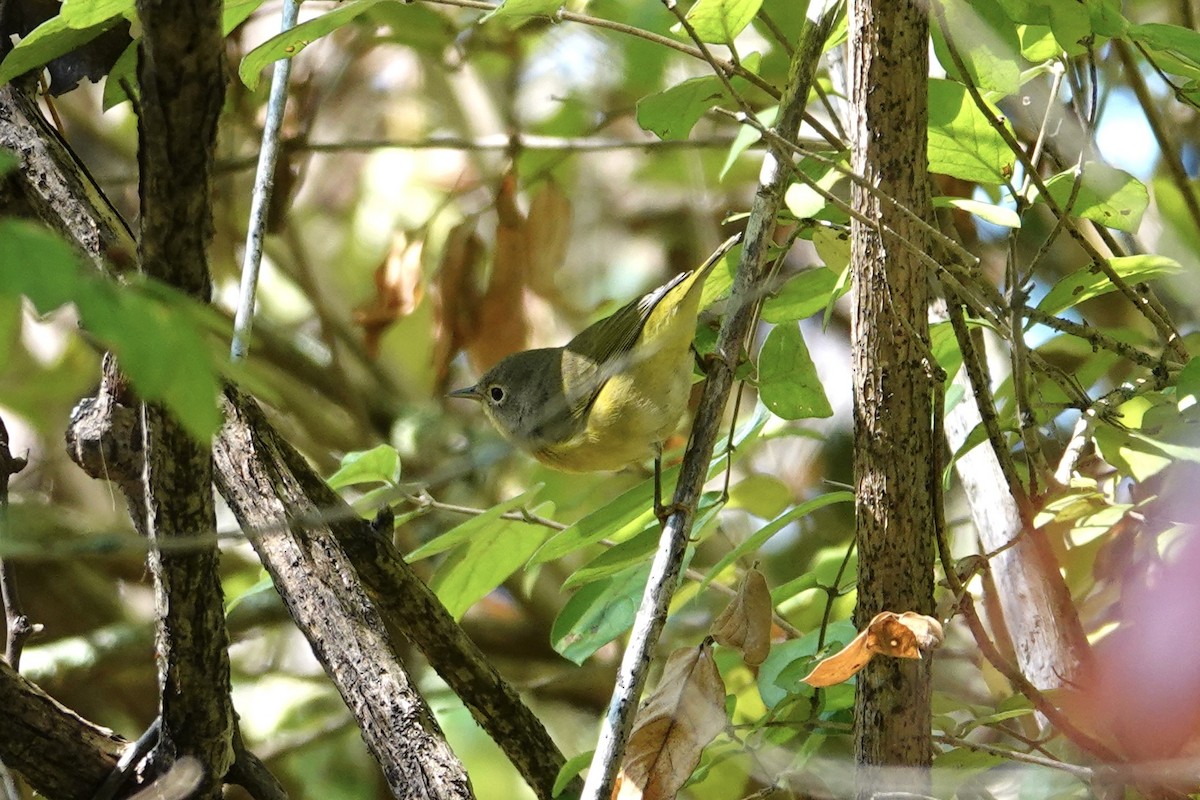 Nashville Warbler - ML642291863