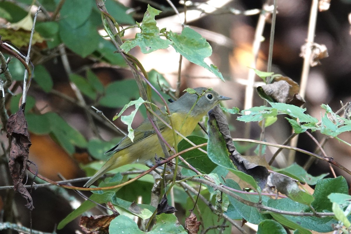 Nashville Warbler - ML642291864
