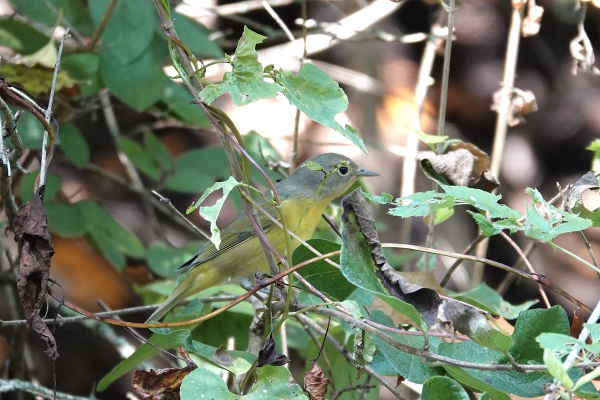 Nashville Warbler - ML642291865
