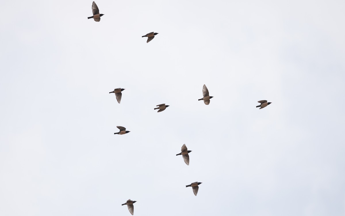 Rosy Starling - ML642291870