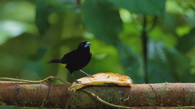 Flame-rumped Tanager (Lemon-rumped) - ML642291968