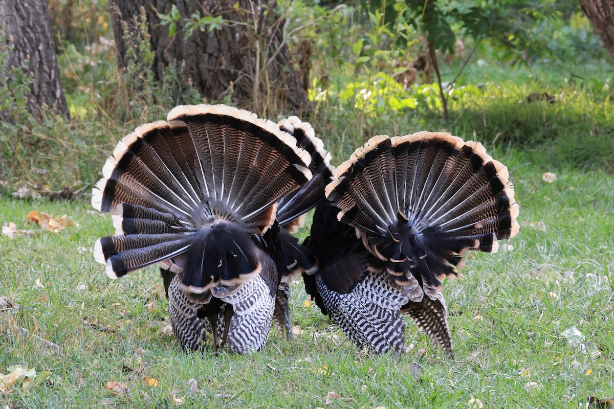 Wild Turkey - ML642291973