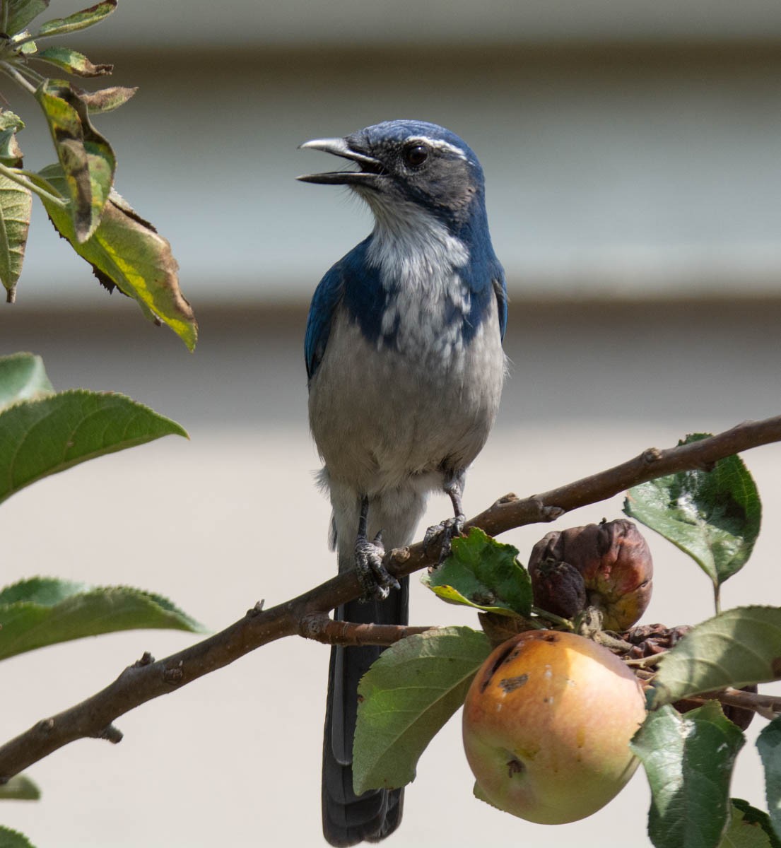 California Scrub-Jay - ML642291974