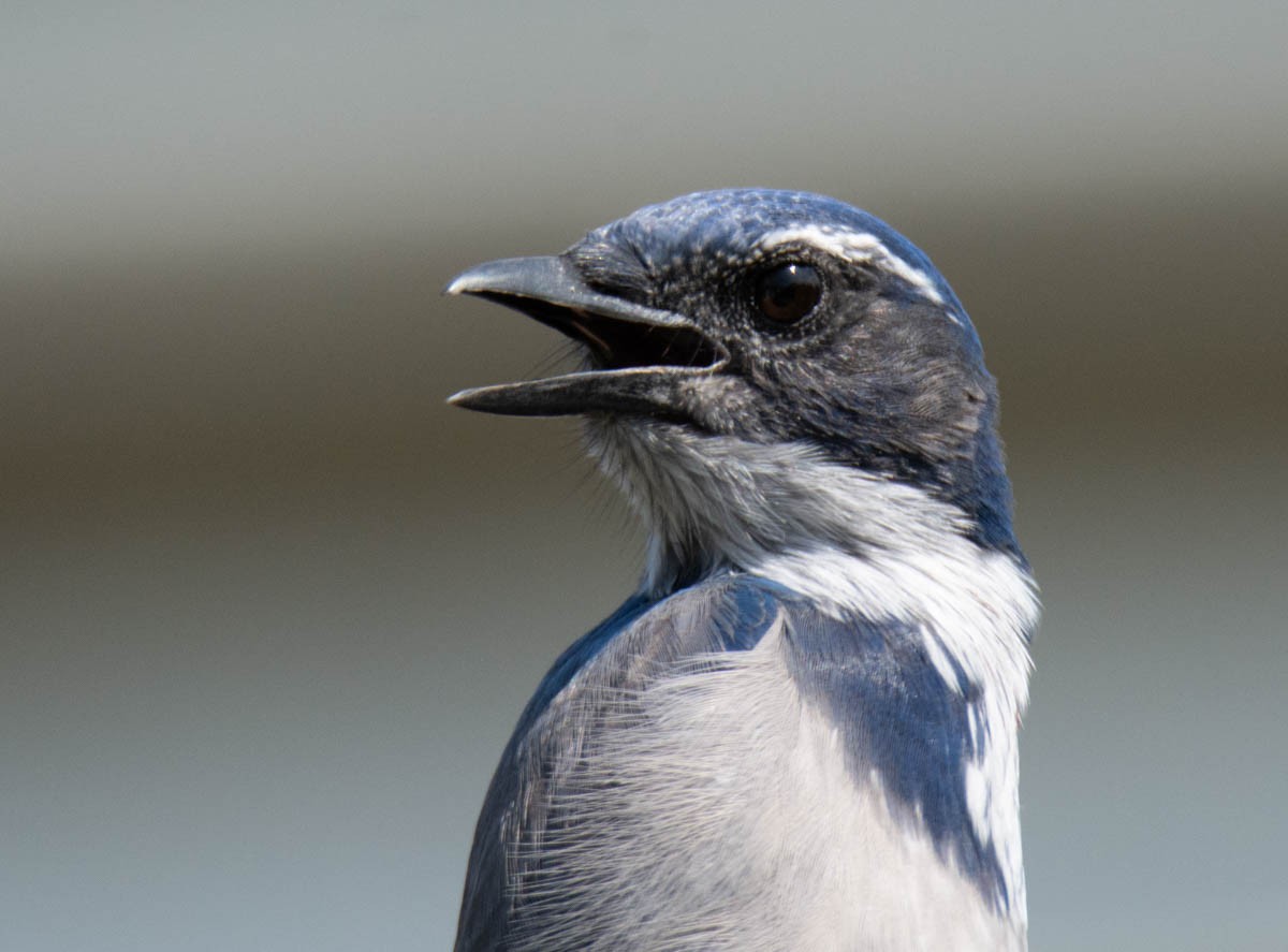California Scrub-Jay - ML642291975