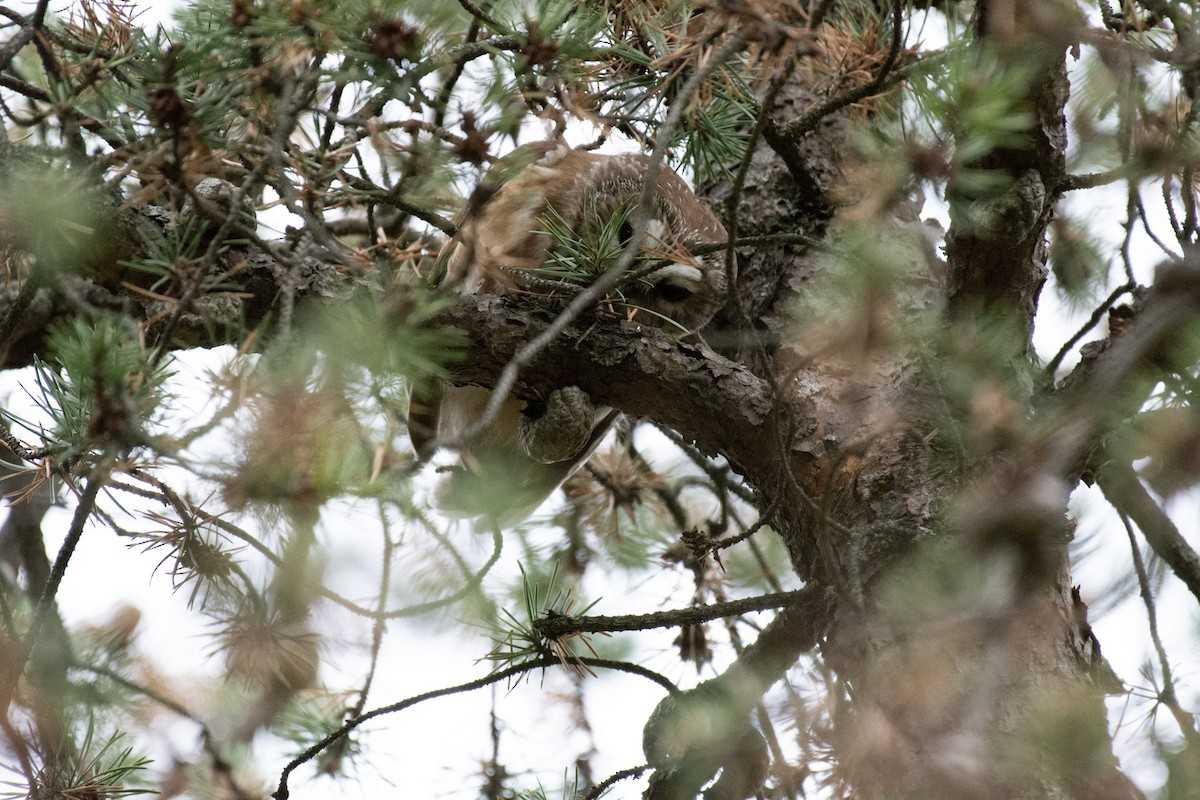 Northern Saw-whet Owl - ML642292028
