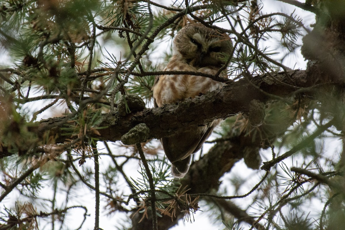 Northern Saw-whet Owl - ML642292029