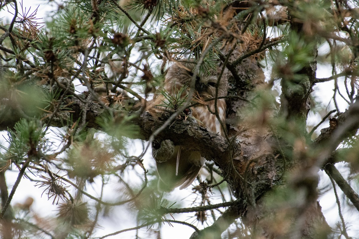 Northern Saw-whet Owl - ML642292030