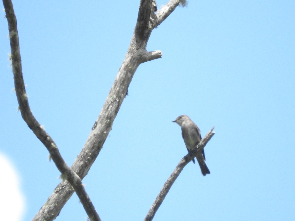 Western Wood-Pewee - ML642292033