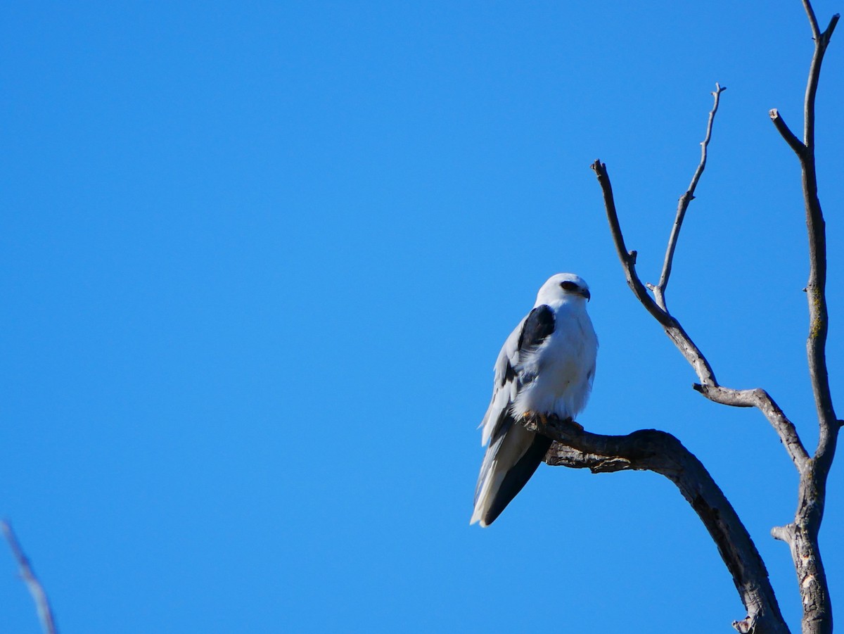 White-tailed Kite - ML642292076