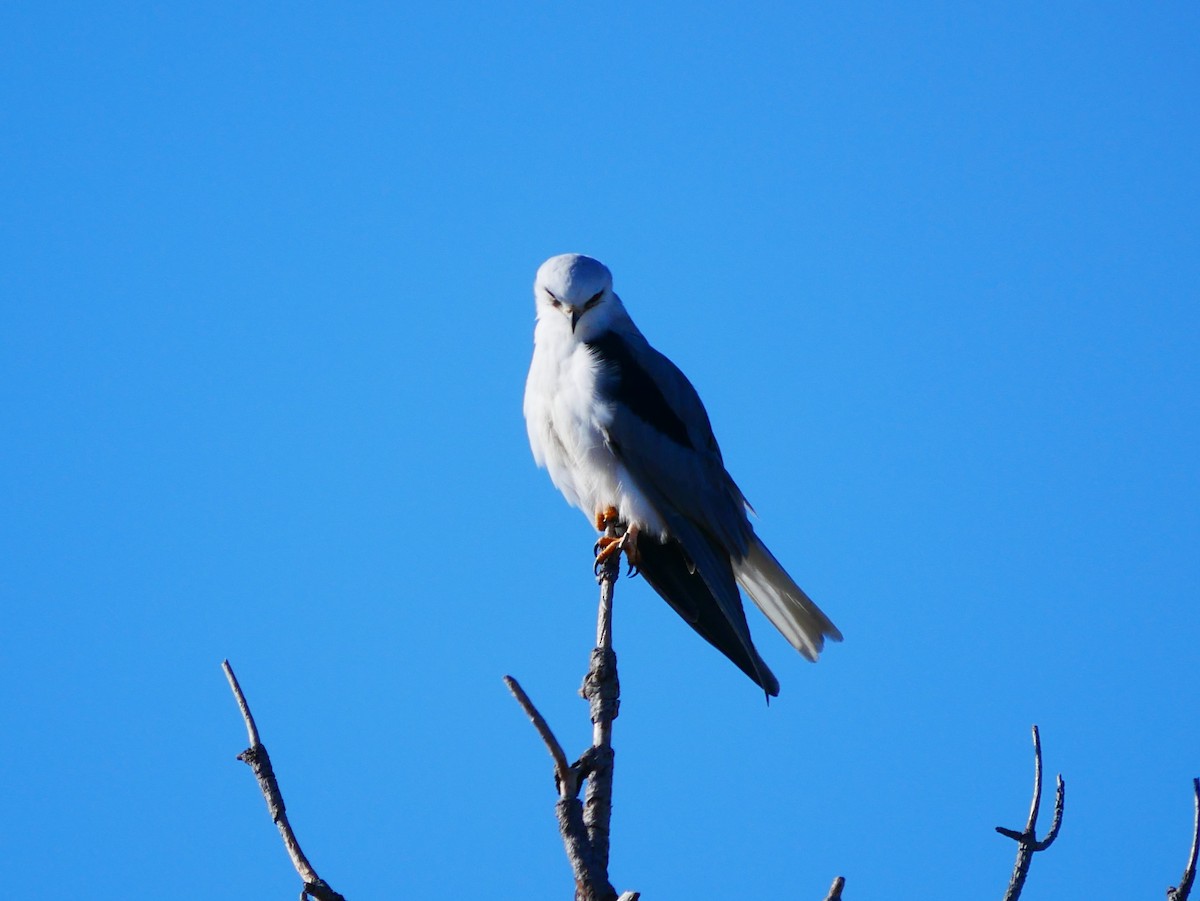 White-tailed Kite - ML642292077